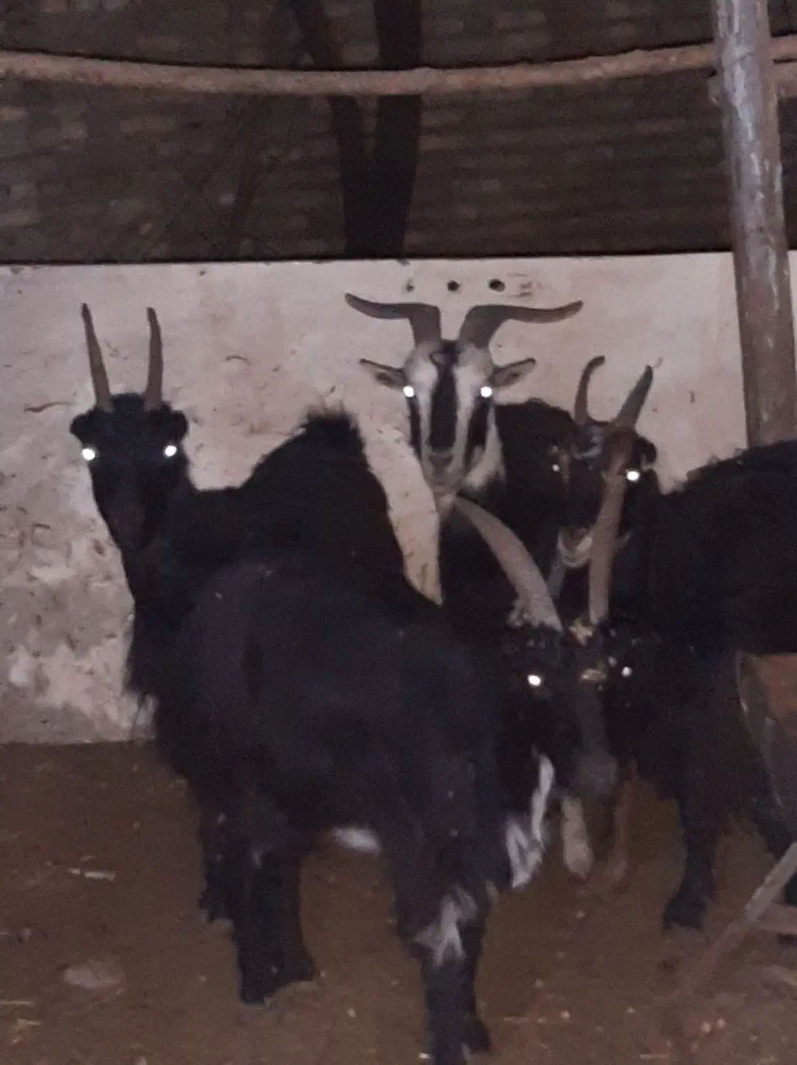 16راس بز خلج ابستن. میش. بره. بزغاله|حیوانات مزرعه|خاوران, |دیوار