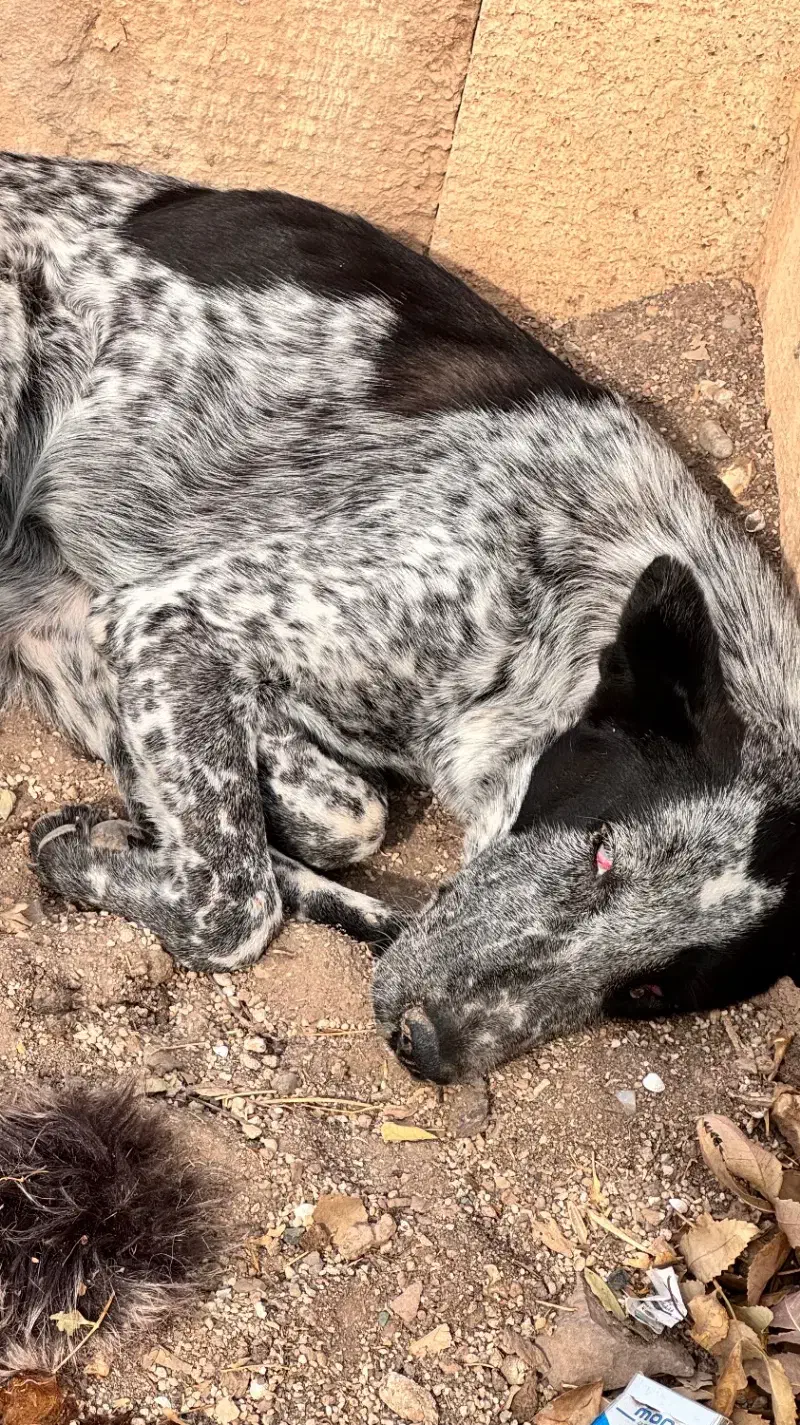 سگ در فاز صفر|سگ|پرند, فاز ۱|دیوار