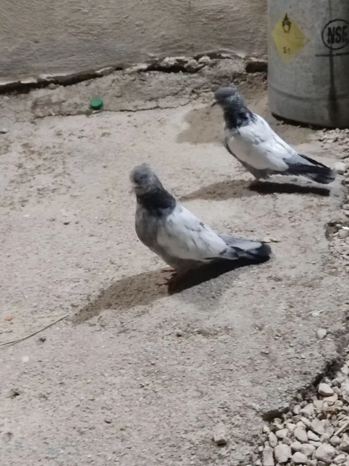 یک جفت سینه ای مفت|پرنده|کازرون, |دیوار