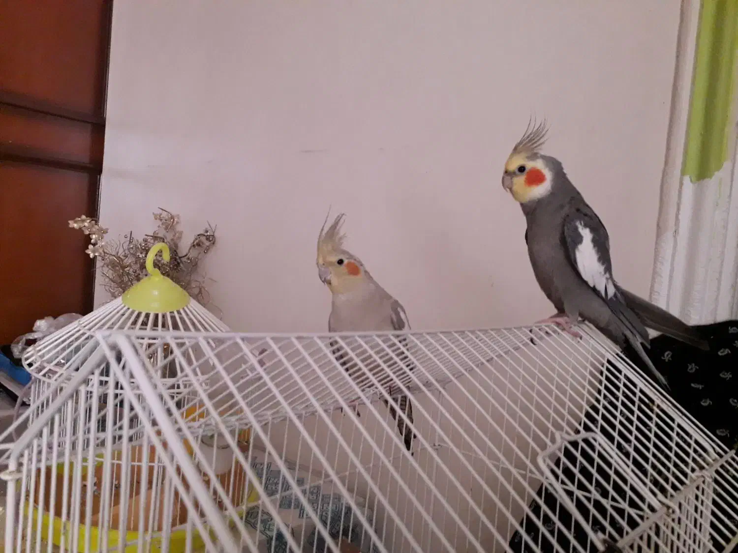 عروس هلندی|پرنده|رشت, امین الضرب|دیوار