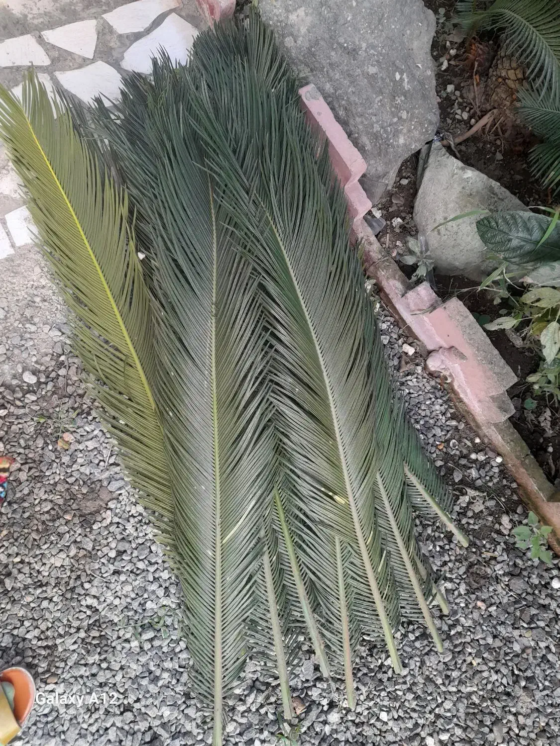 برگ سیکاس|گل و گیاه طبیعی|رضوانشهر, |دیوار