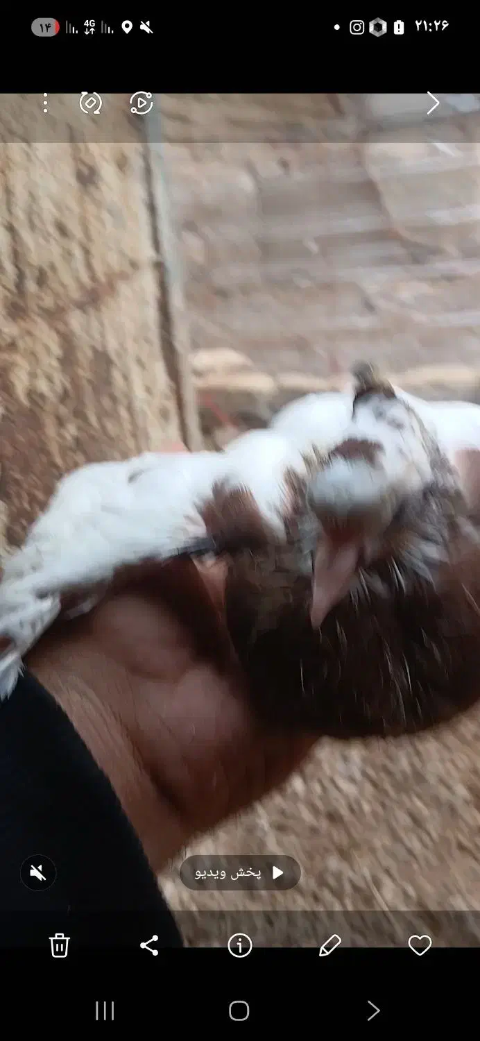 کله ای وطوقی|پرنده|اسفرورین, |دیوار