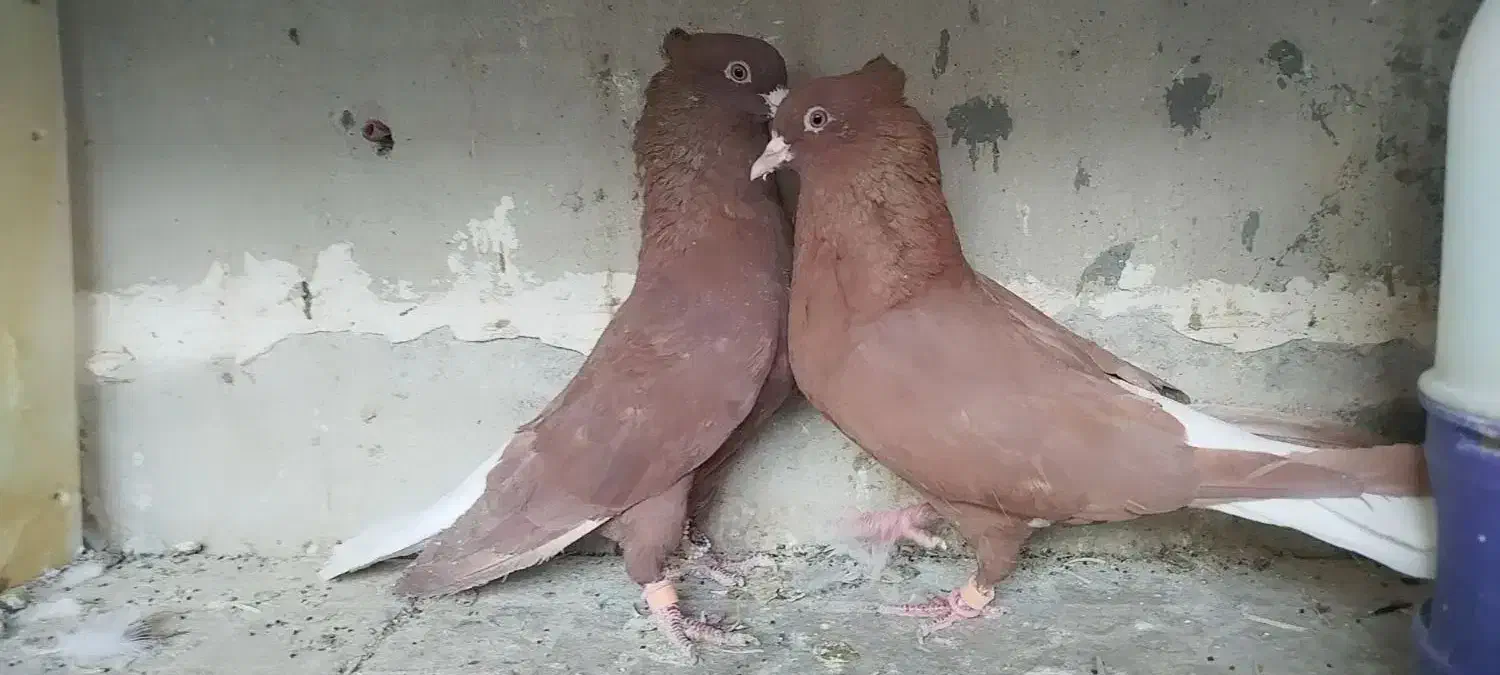 سرخ تخت دم سفید|پرنده|شاهین‌شهر, شهرک گلدیس|دیوار