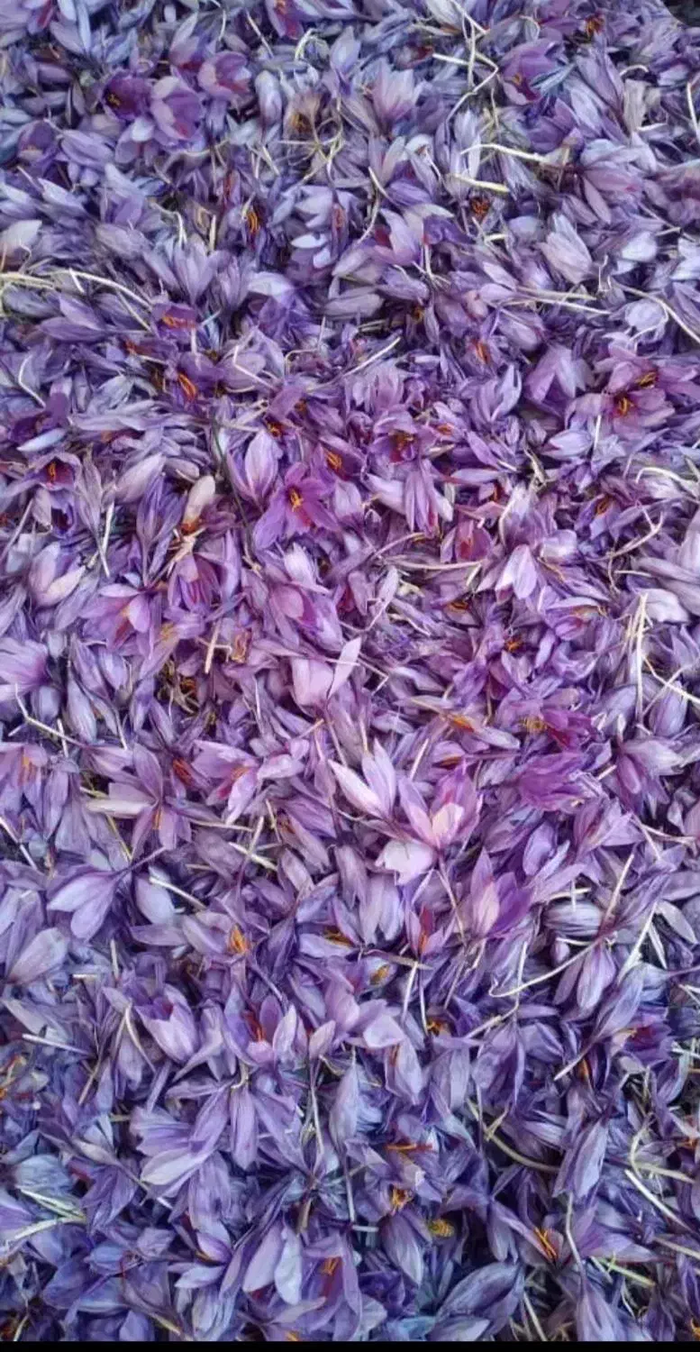 زعفران وز  ر  ش  ک  وع ن ا ب|خدمات پذیرایی، مراسم|بیرجند, |دیوار