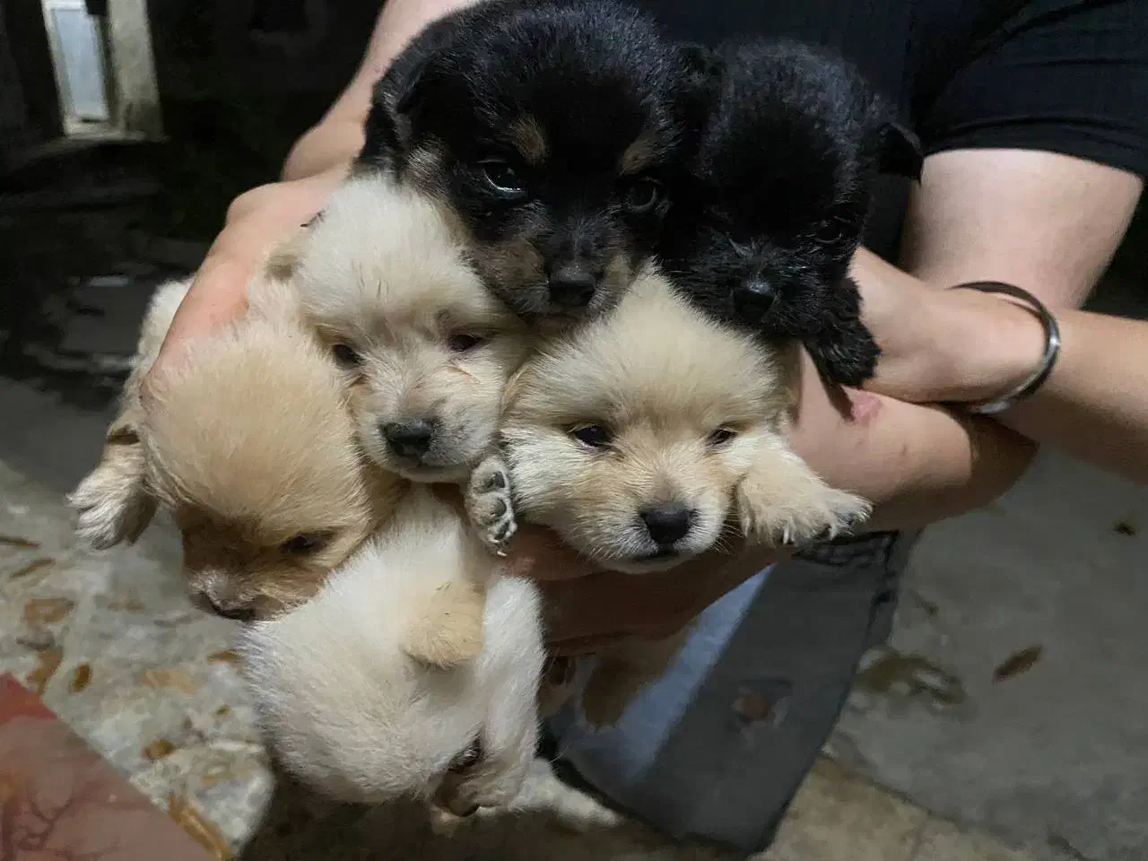 فروش توله سگ های ۷۰روزه|سگ|گلوگاه, |دیوار