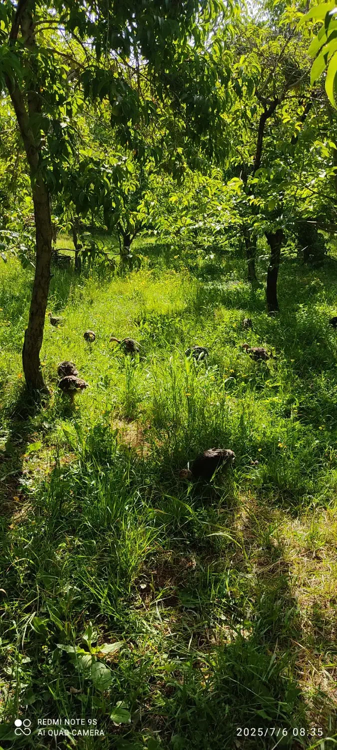 فروش بوقلمون اورگانیک|حیوانات مزرعه|شاهین دژ, |دیوار