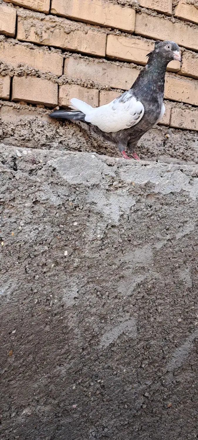 کبوترماده کت برف|پرنده|باوی, |دیوار