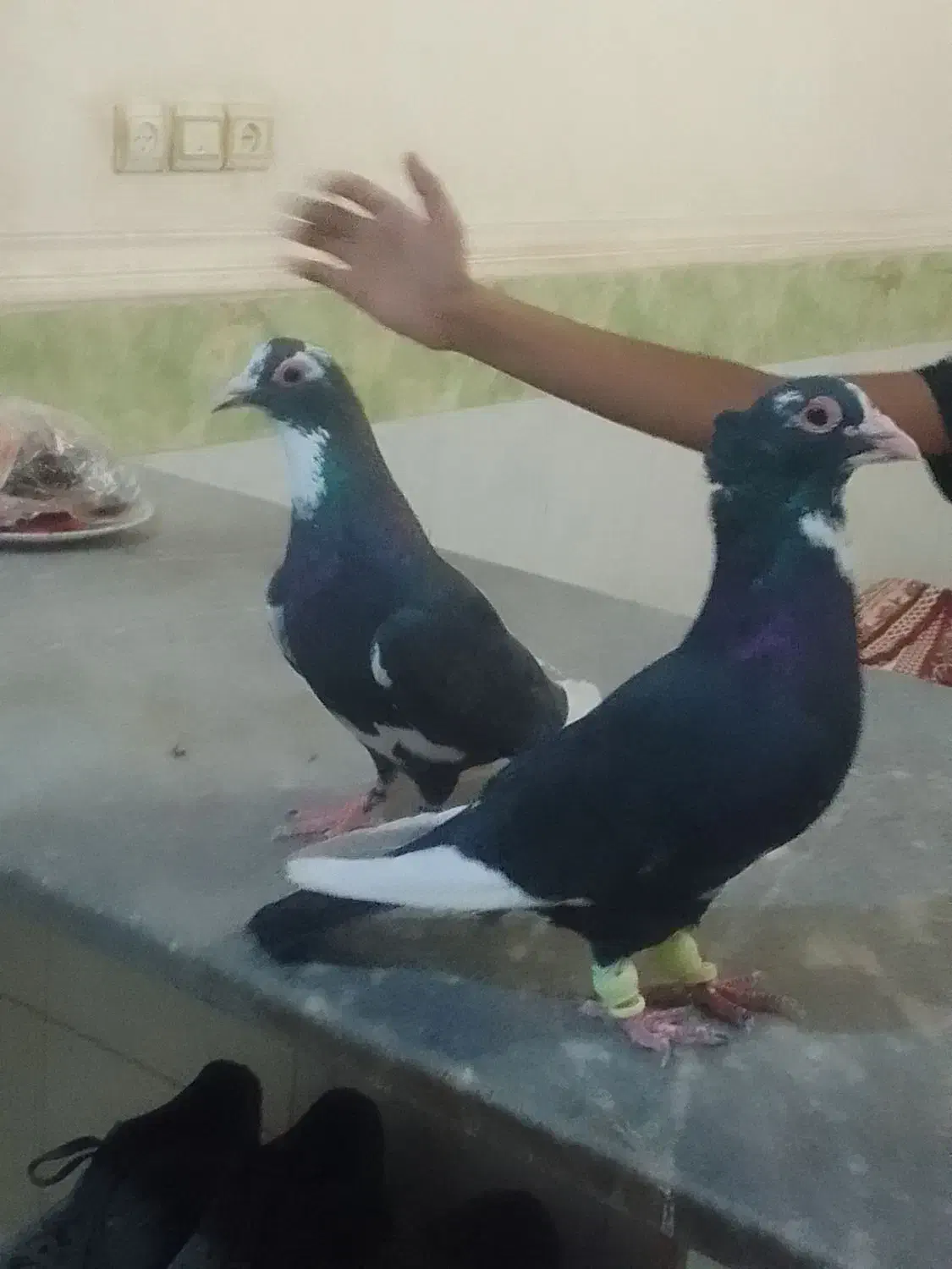 کبوتر|پرنده|هیرمند, |دیوار