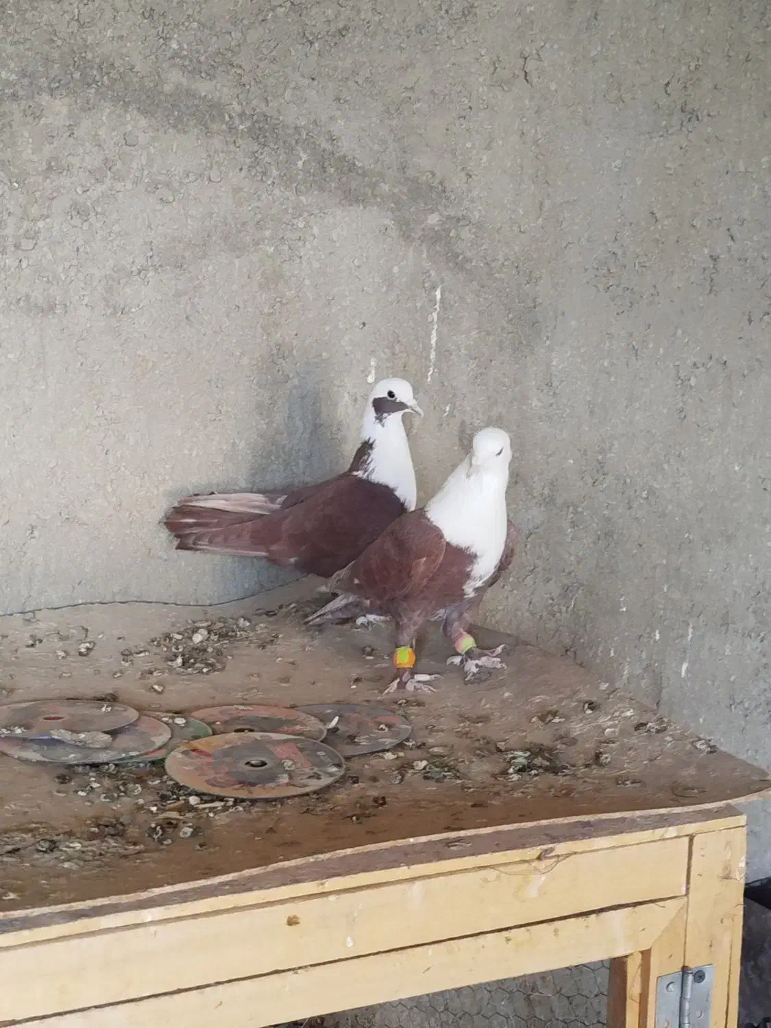 کلاغ سرخ|پرنده|نیشابور, خیام|دیوار