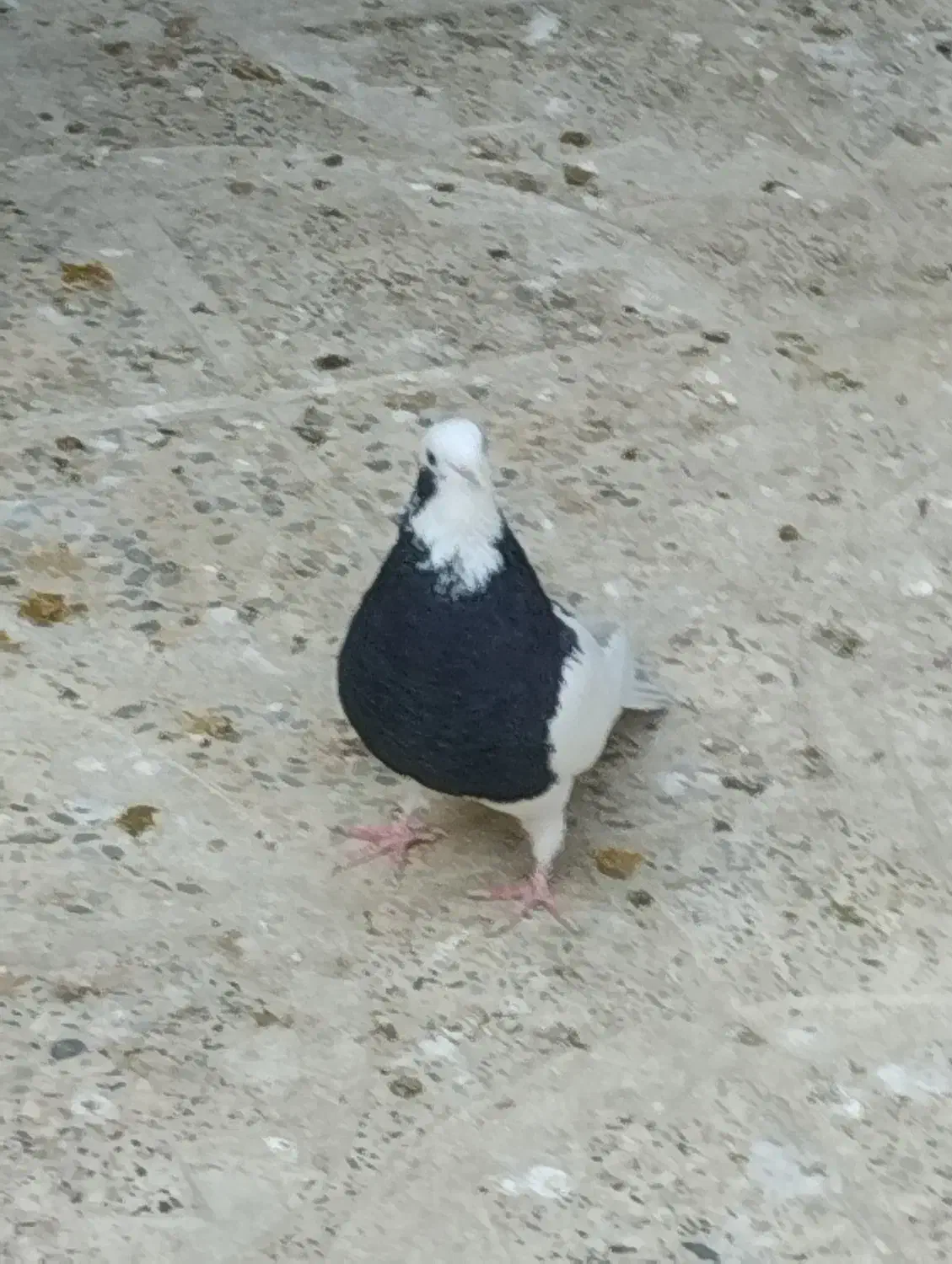 فروش کبوتر|پرنده|اسدآباد, |دیوار