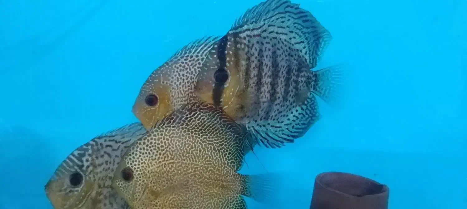 ماهی دیسکس مولد|ماهی|نیشابور, امام|دیوار