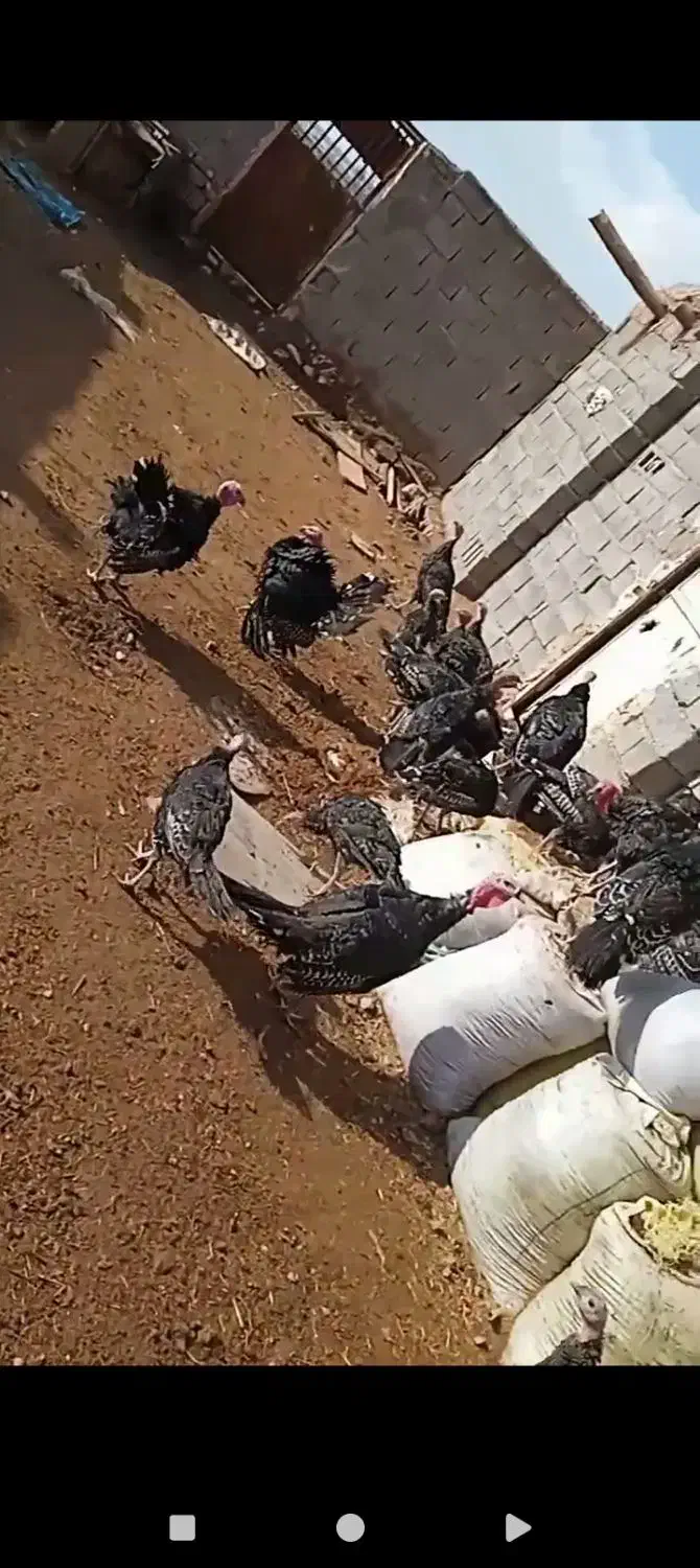 بوقلمون|حیوانات مزرعه|تربت جام, شهرک آزادگان|دیوار