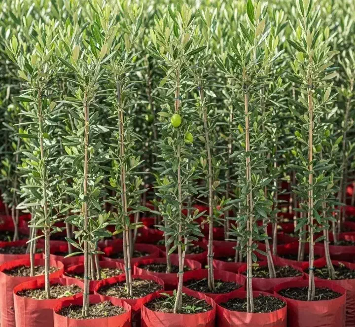 نهال های پرکیفیت و اصلاح شده|خدمات باغبانی و درختکاری|ساری, |دیوار