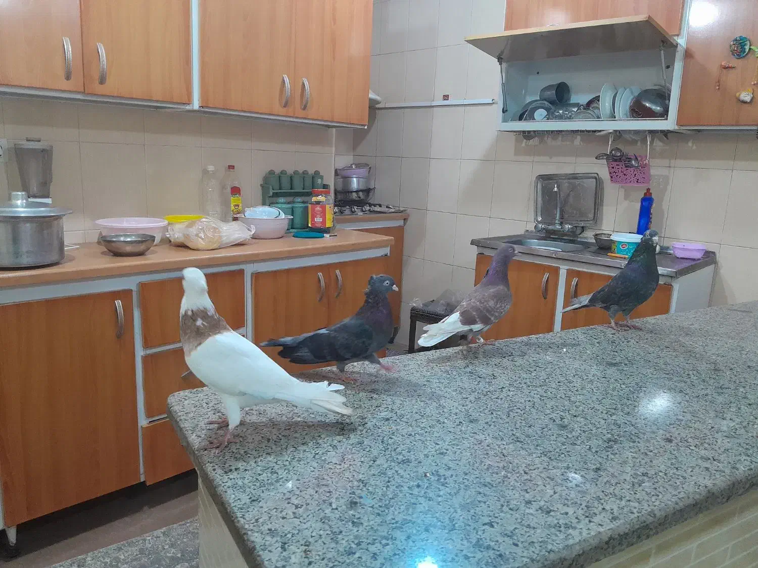 پرنده لوت.طوقی|پرنده|آبادان, |دیوار