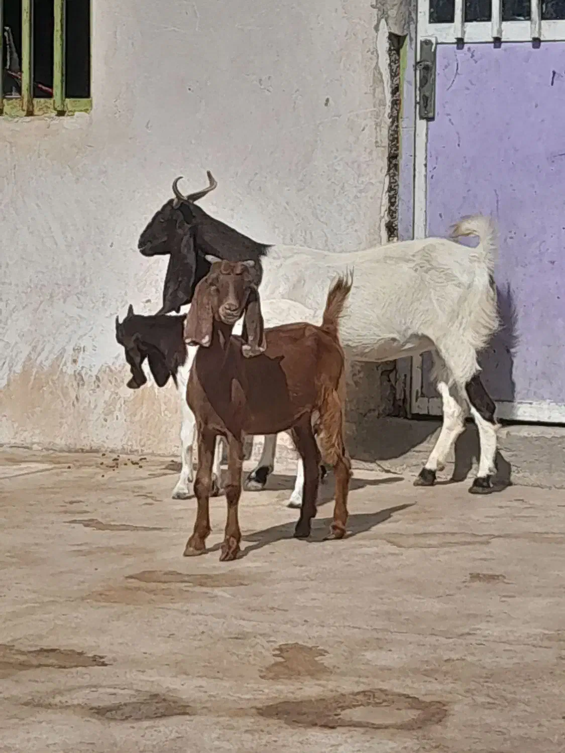 دوتا بز دو کره ای وچند کره نر|حیوانات مزرعه|وحدتیه, |دیوار