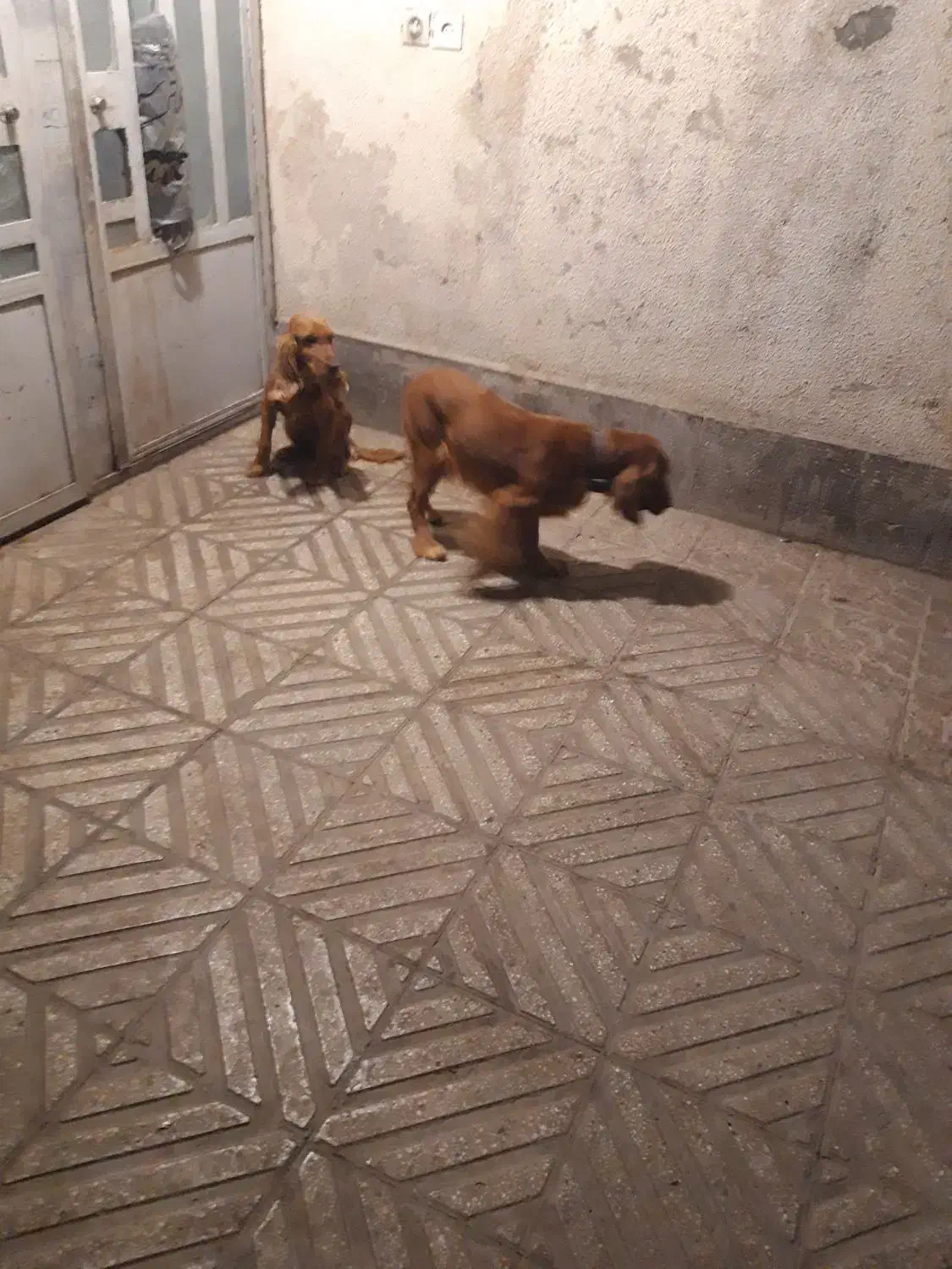 ۶عدد سگ|سگ|تهران, اقدسیه|دیوار