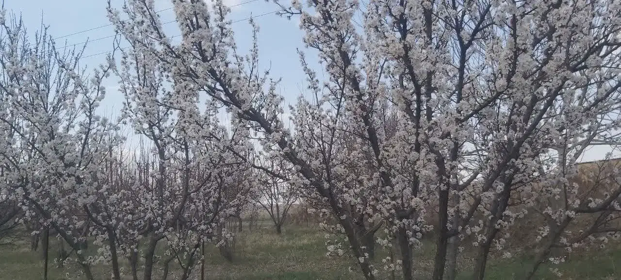 فروش باغ کنار جاده ترانزیت زنجان تبریز اسفجین|فروش دفتر صنعتی، کشاورزی، تجاری|زنجان, |دیوار
