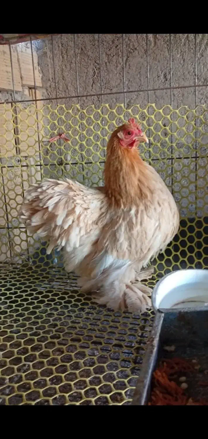 مرغ وخروس کوشین ومحلی 6عدد|حیوانات مزرعه|جهرم, |دیوار