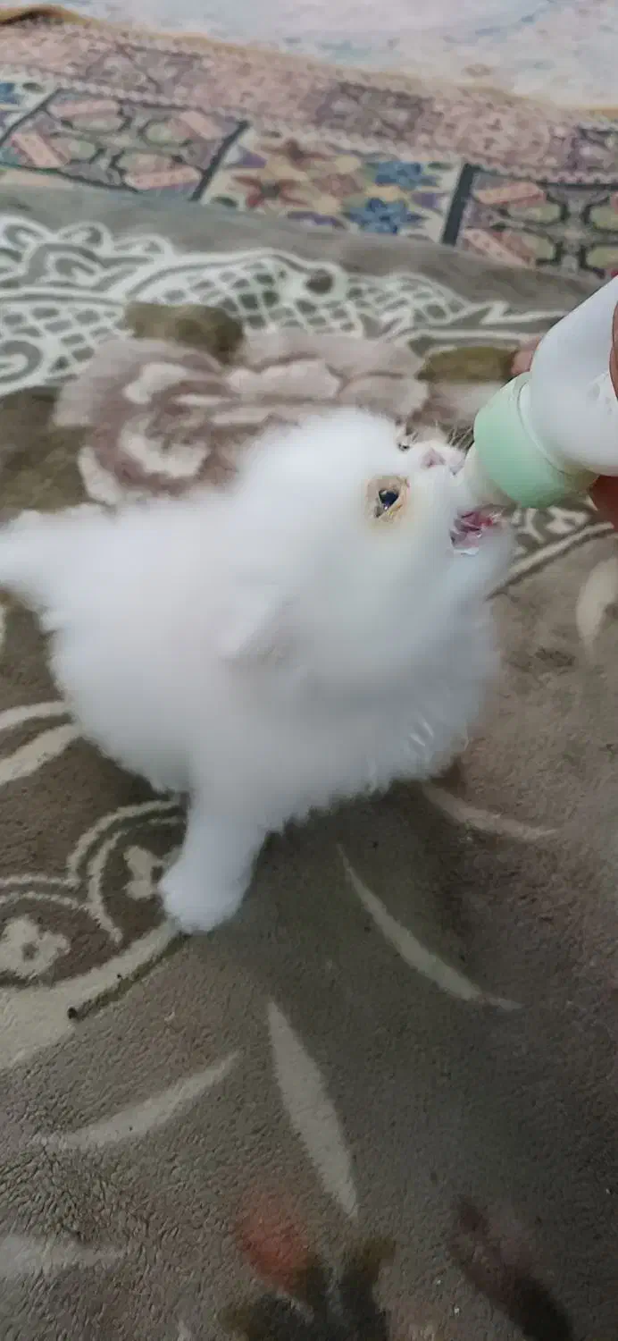 بچه گربه پرشین اشرافی|گربه|تنکابن, |دیوار