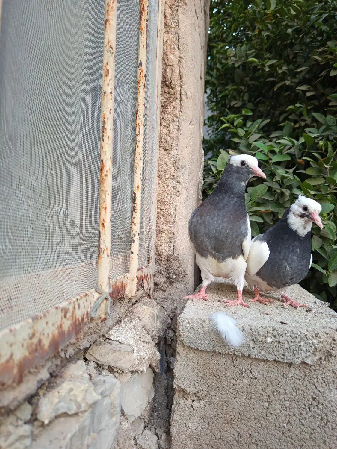 کبوتر طوق|پرنده|شیراز, محمدیه|دیوار