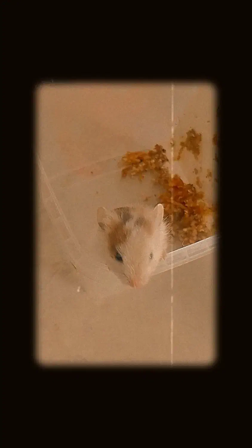 بچه همستر|موش و خرگوش|مشهد, توس (بلوار توس)|دیوار