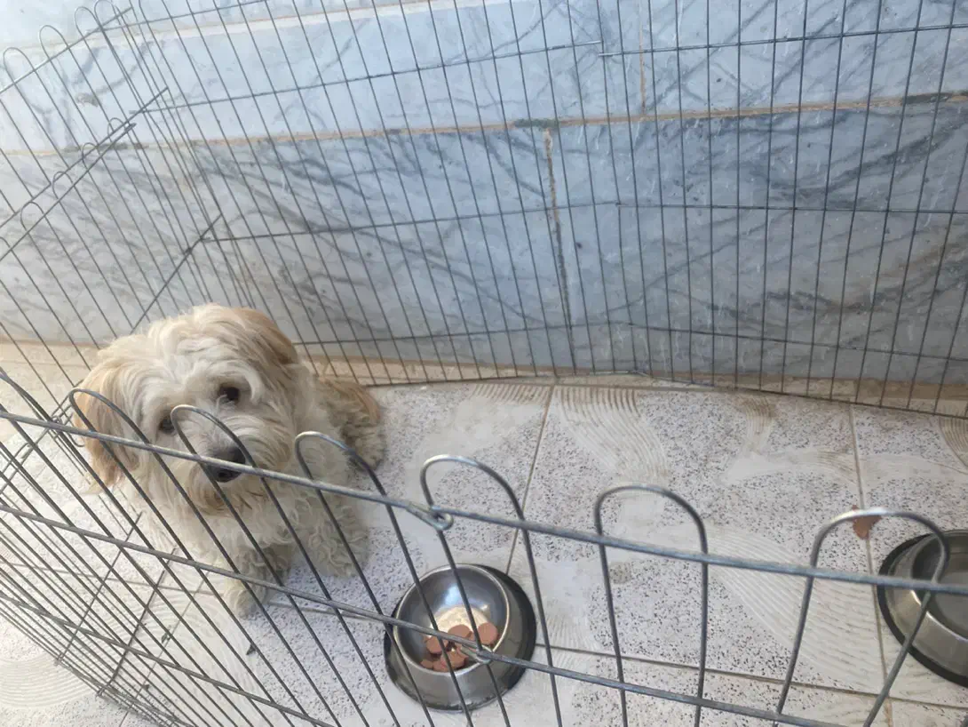 واگذاری سگ|سگ|مشهد, امیریه|دیوار