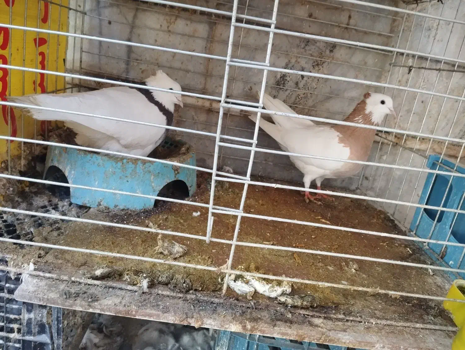 کبوترطوقی|پرنده|سمنان, |دیوار