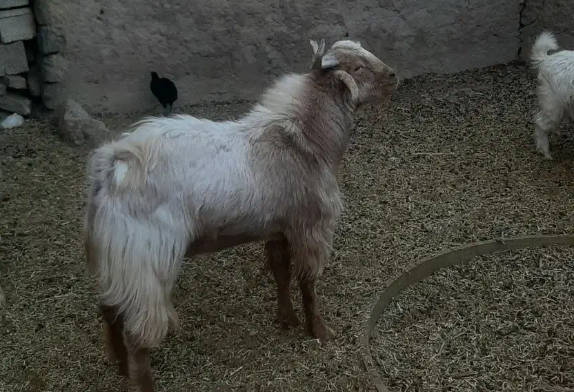 بز نر|حیوانات مزرعه|سپیدان, |دیوار