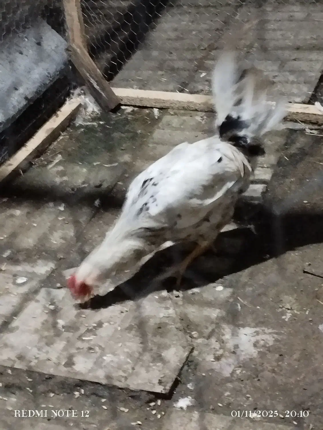 خروس گلین لری ریشو|حیوانات مزرعه|املش, |دیوار