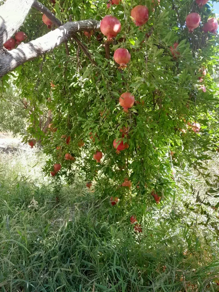 انار عروسک رباب|خوردنی و آشامیدنی|کوهنجان, |دیوار