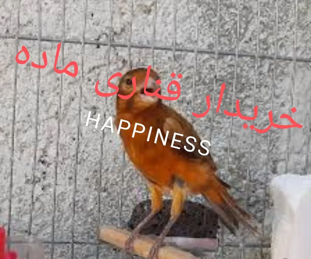 قناری ماده|پرنده|شیراز, لب آب|دیوار