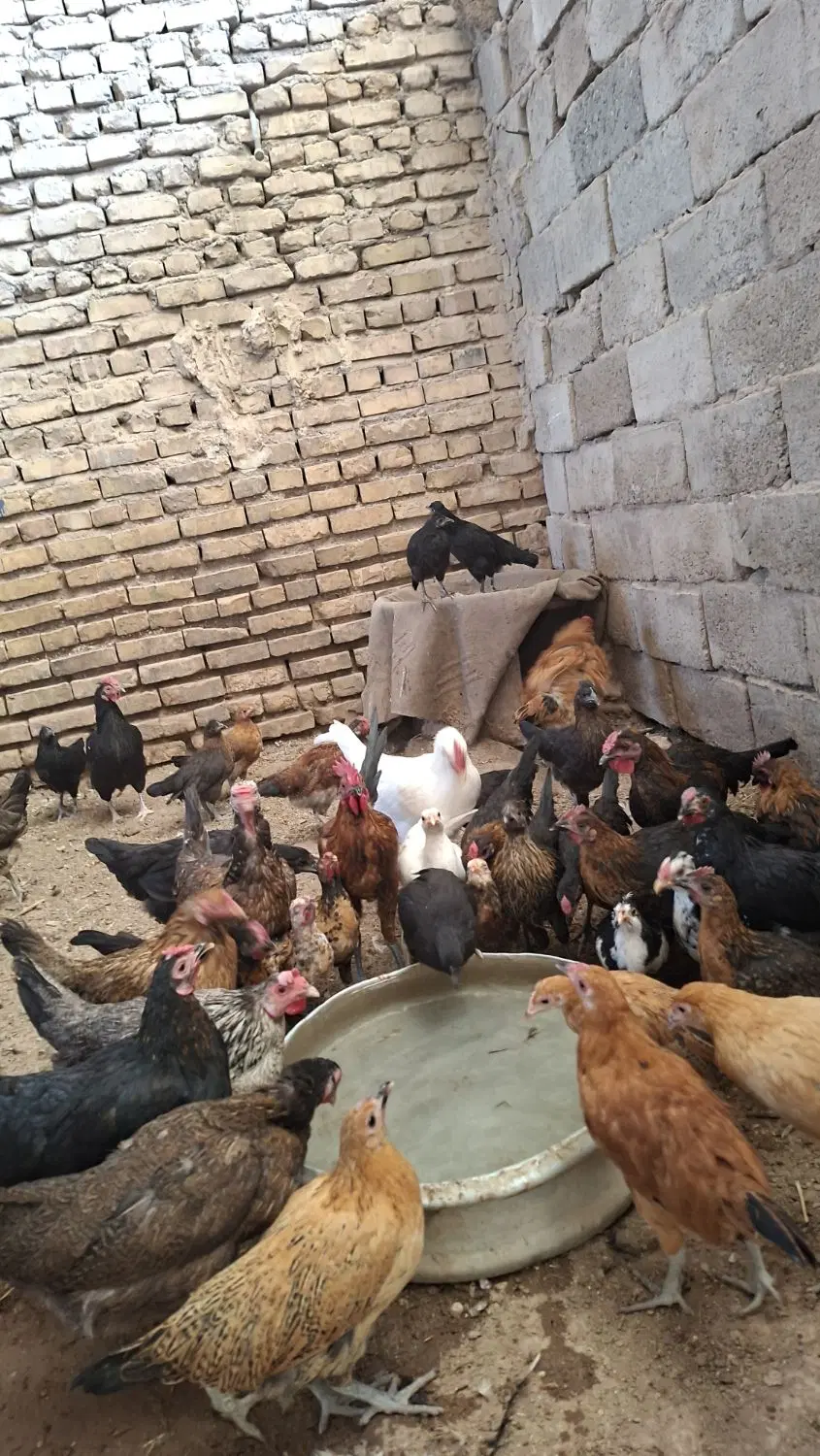 مرغ|حیوانات مزرعه|رفسنجان, |دیوار