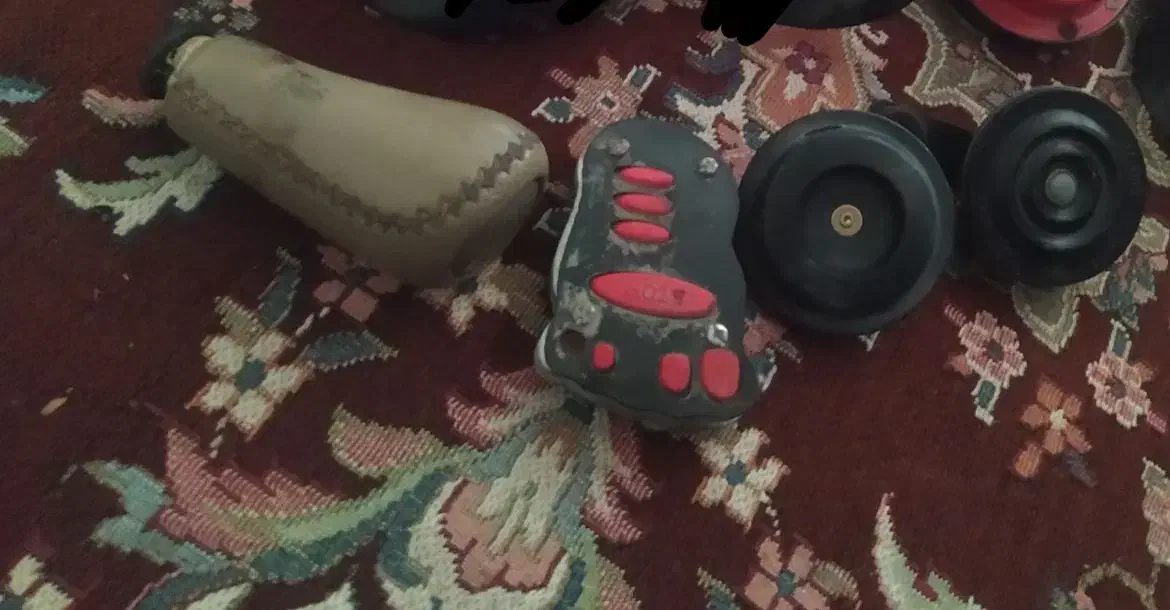 عروس هلندی کوتوله مرغ عشق|پرنده|مشهد, سپاد|دیوار