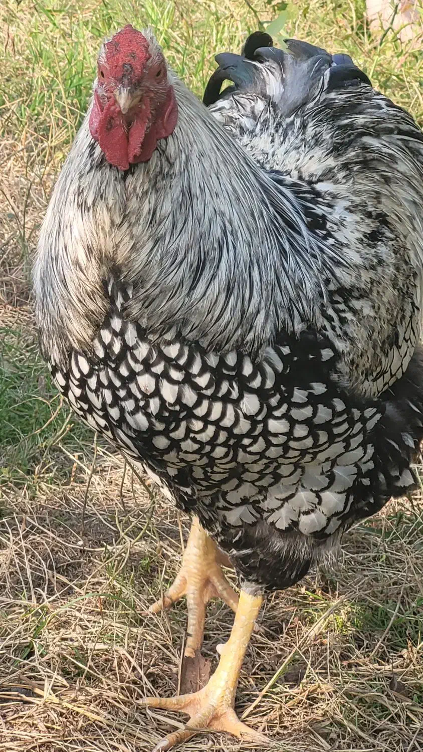 فروش مرغهای زینتی|حیوانات مزرعه|حویق, |دیوار