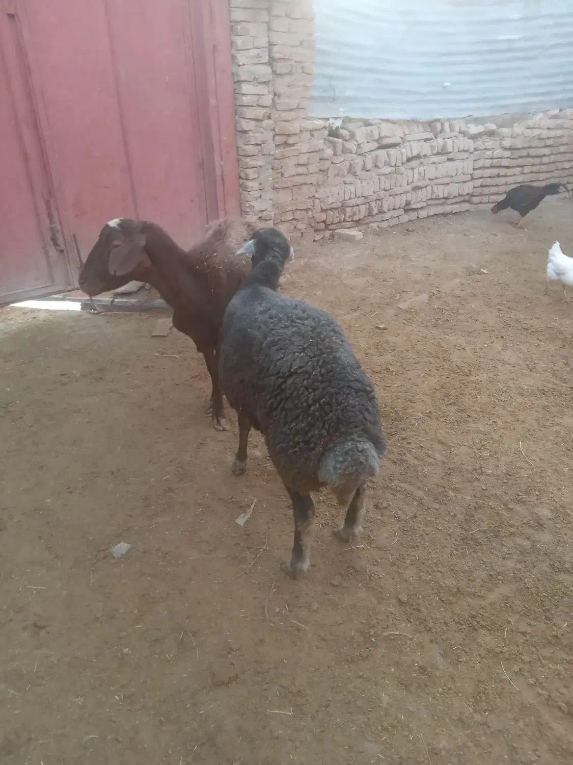 فروش دو راس گوسفند گوشتی ودامازدخ|حیوانات مزرعه|خواجه, |دیوار