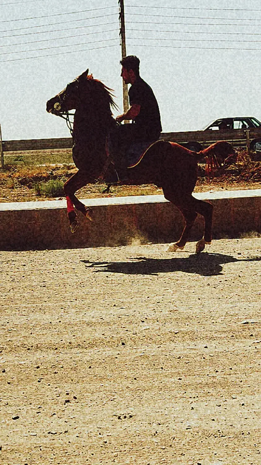 اسب|اسب و تجهیزات اسب‌سواری|ملکان, |دیوار