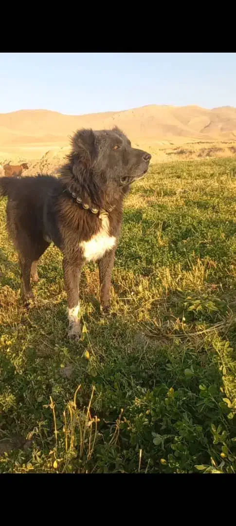 واگذاری سگ گله|سگ|چنارود, |دیوار