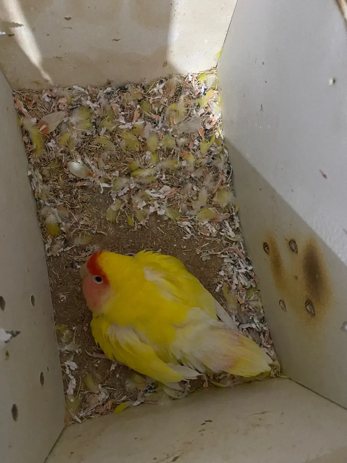 طوطی برزیلی اهلی تخم گذار|پرنده|خوی, |دیوار