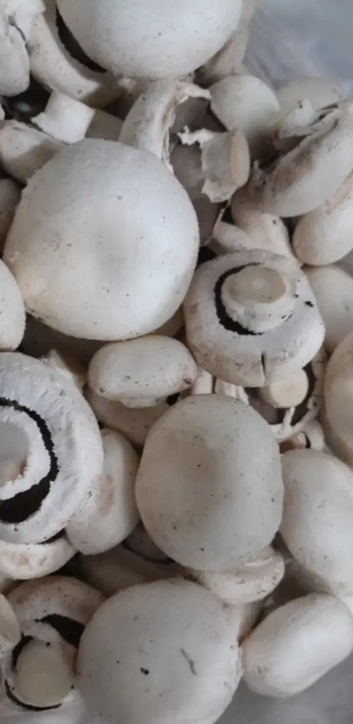 قارچ  درج ۲|خوردنی و آشامیدنی|قهدریجان, |دیوار