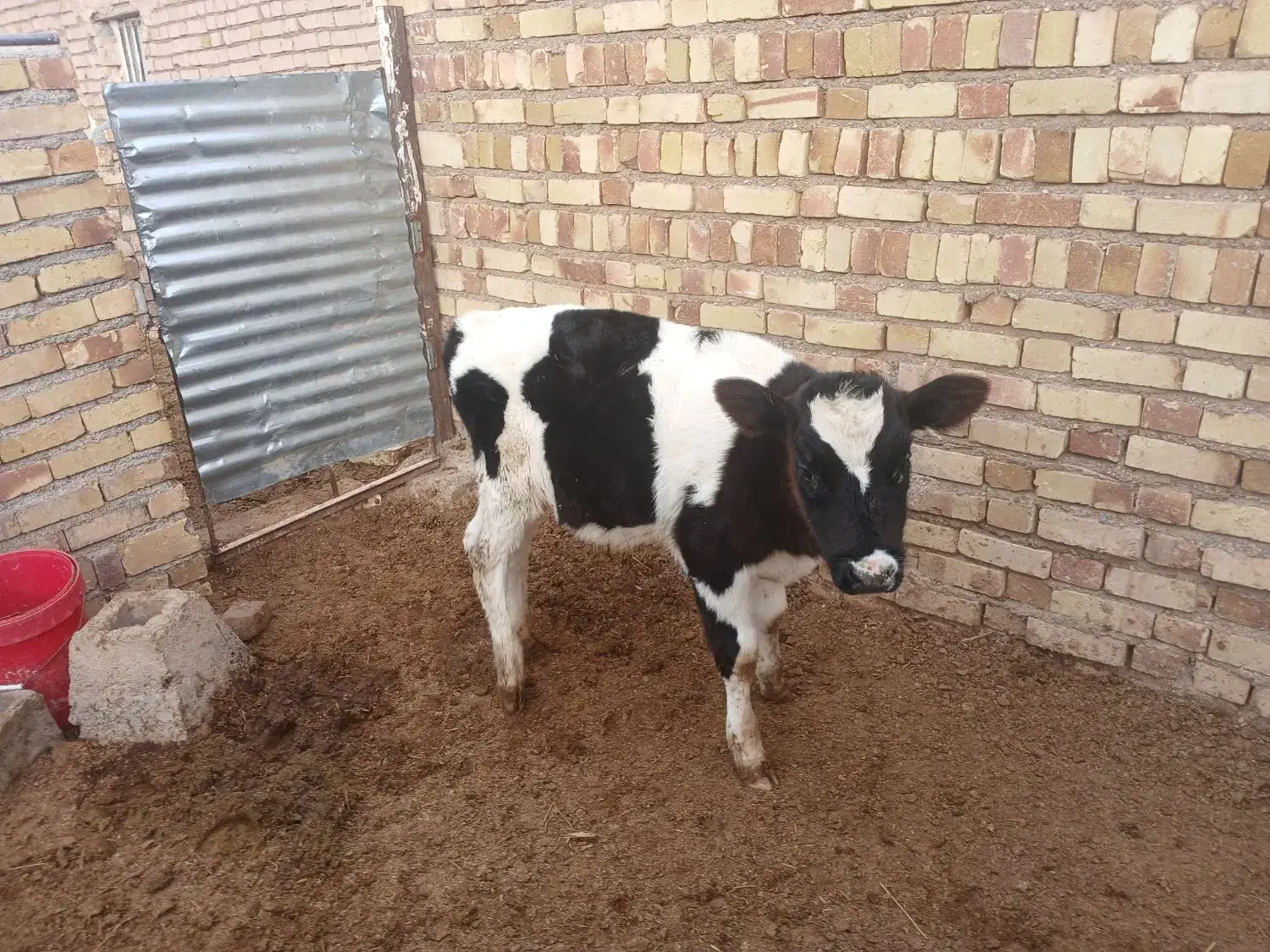 گوساله نر هلشتاین|حیوانات مزرعه|اسفرورین, |دیوار