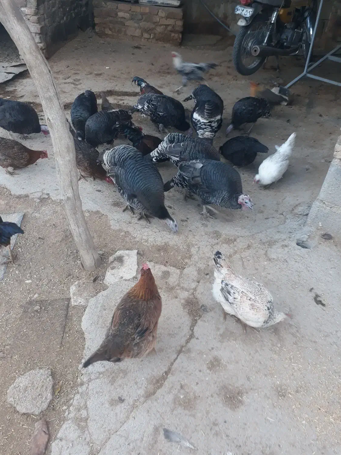 مقداری خروس وبوقلمو مال ا مسال|حیوانات مزرعه|زاغه, |دیوار