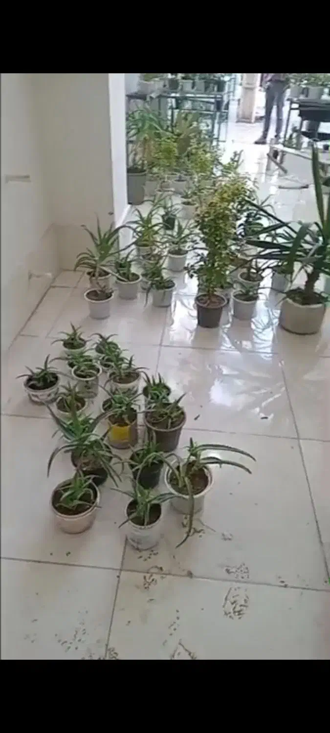 گل آلورا|گل و گیاه طبیعی|رشت, فلسطین|دیوار