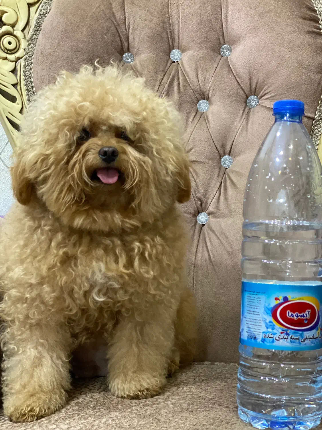 تاینی پودل ماده خاص|سگ|تهران, زعفرانیه|دیوار