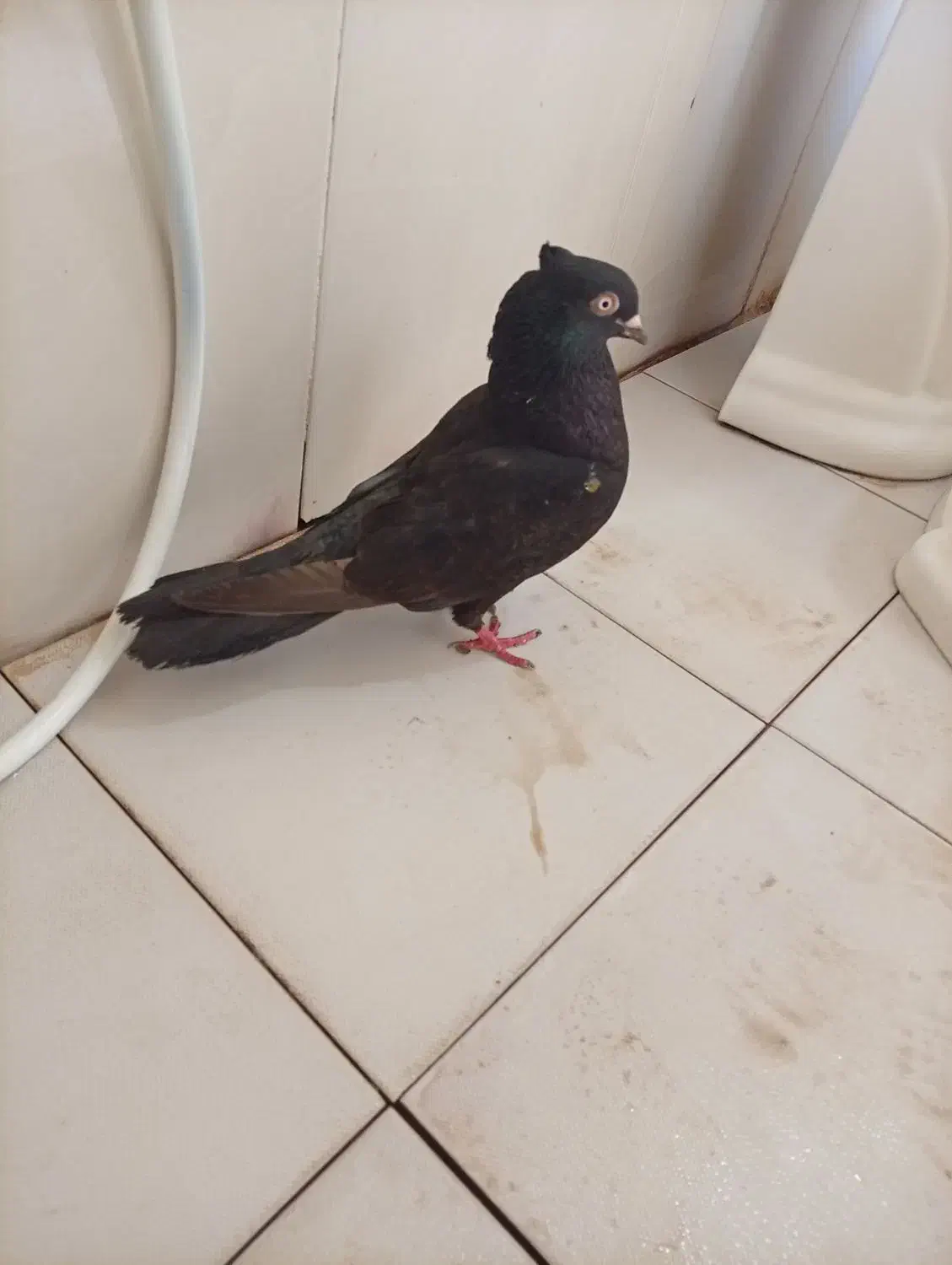 کبوتر|حیوانات|مسجد سلیمان, |دیوار