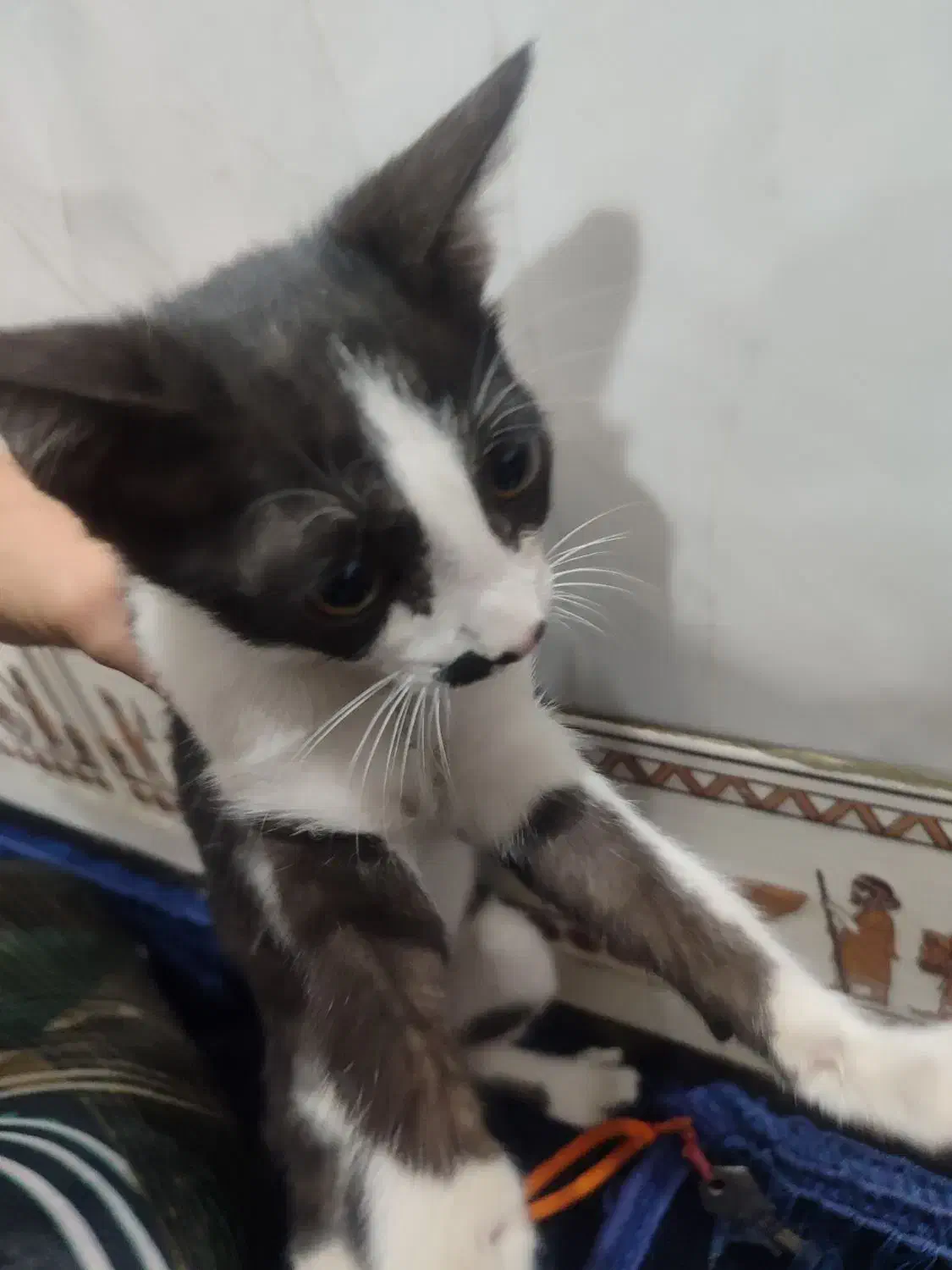 واگذازی گربه نر|گربه|دزفول, |دیوار