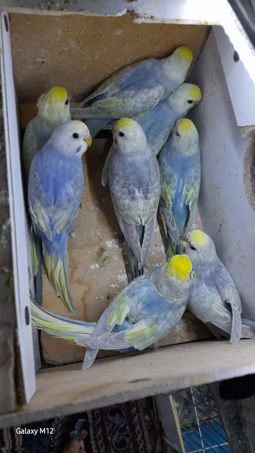 مرغ عشق رینبو با ماده پروانه ای|پرنده|زابل, |دیوار