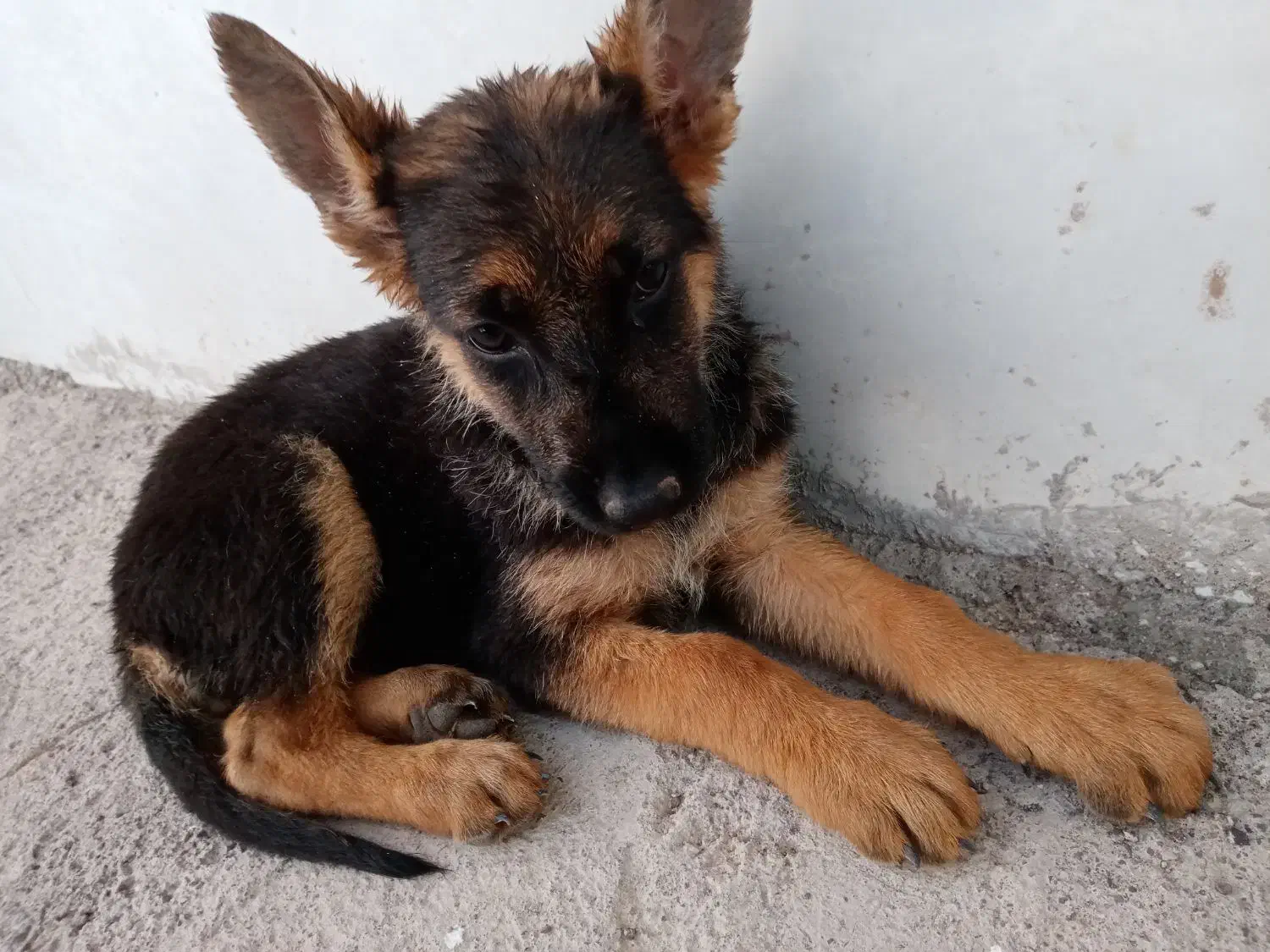 توله ژرمن  کلاسA|سگ|رفسنجان, |دیوار