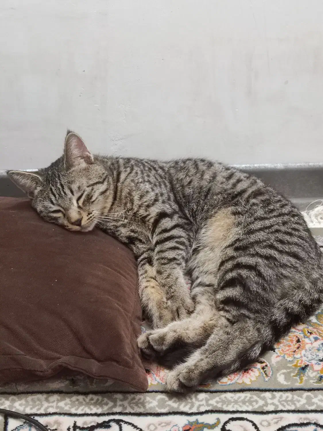 گربه نر|گربه|مشهد, رسالت|دیوار