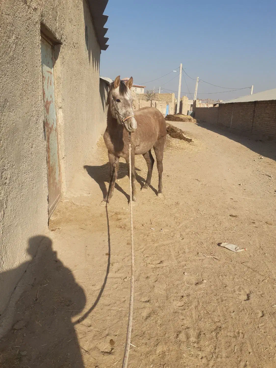 مادیان ونریان|اسب و تجهیزات اسب‌سواری|دشتابی, |دیوار