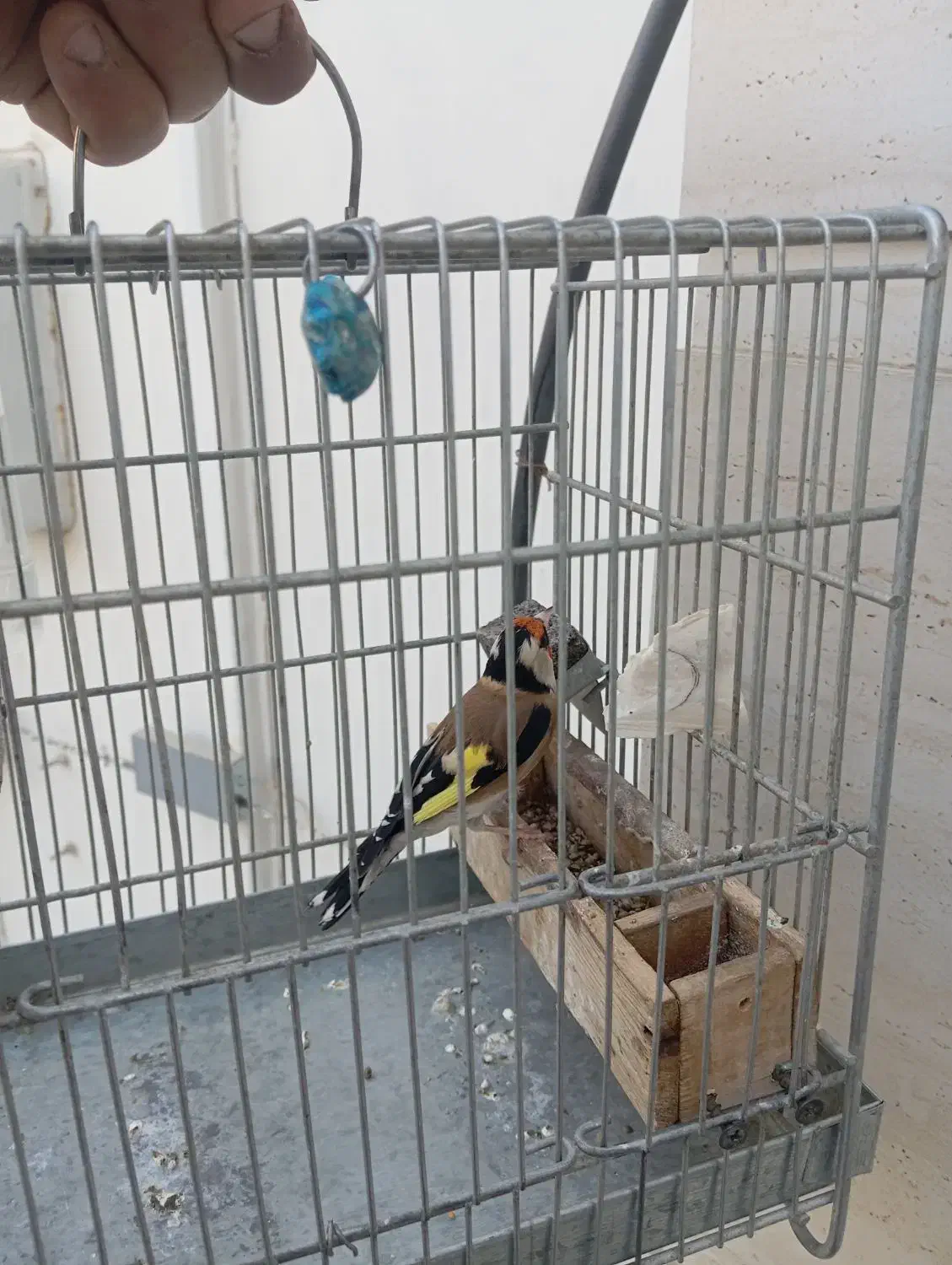 سهره سرسیاه|پرنده|سیدان, |دیوار